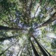 low-angle photography of trees