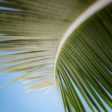 A close up of a palm leaf against a blue sky