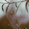 spider web with water droplets
