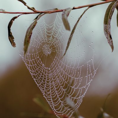 spider web with water droplets